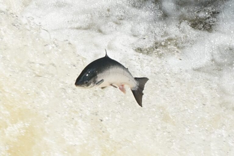 salmo salar 417980688 salmo salar 417980688