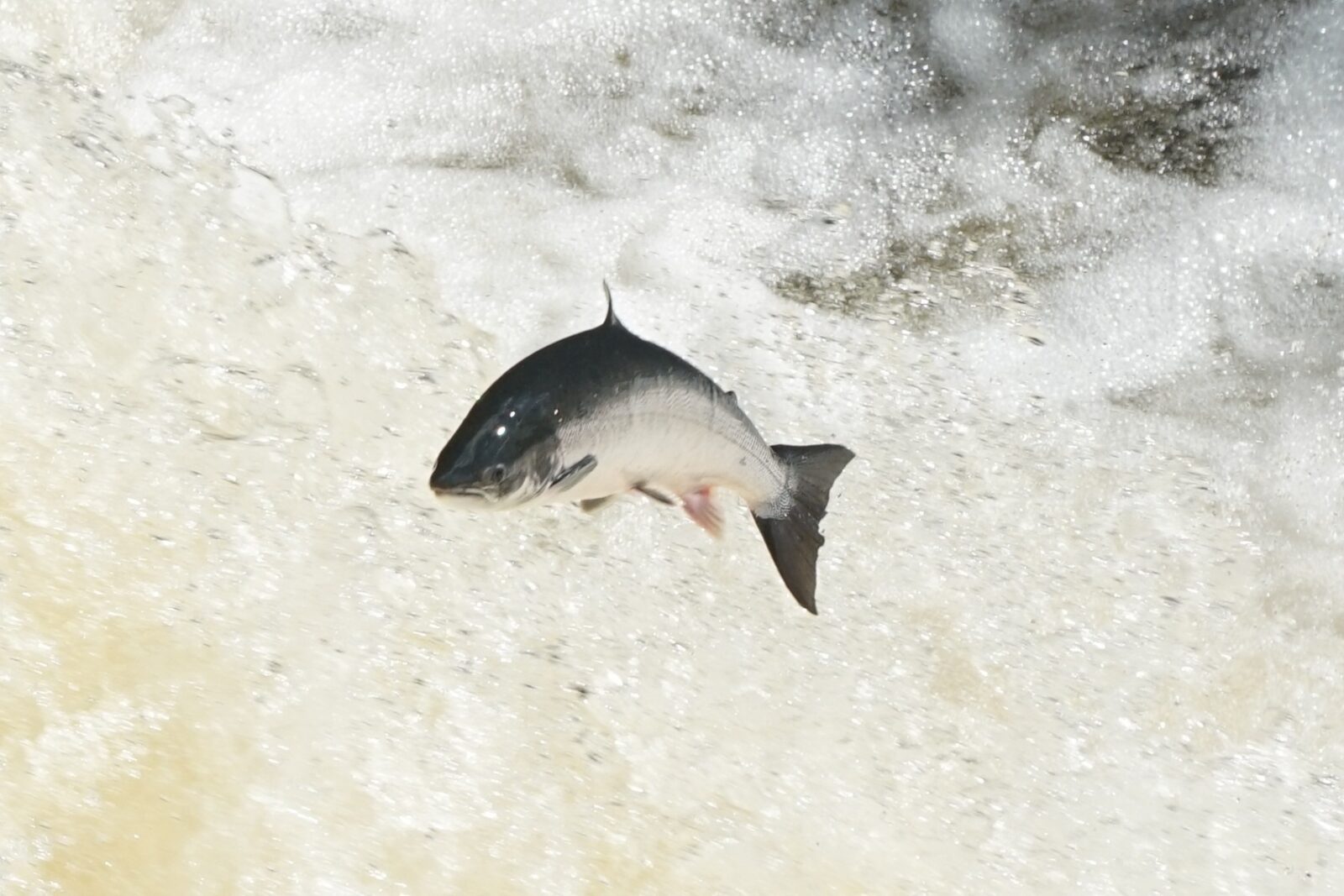 salmo salar 417980688 salmo salar 417980688