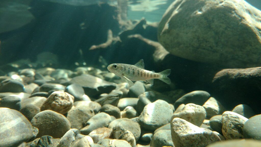 atlantic salmon (salmo salar) parr atlantic salmon (salmo salar) parr