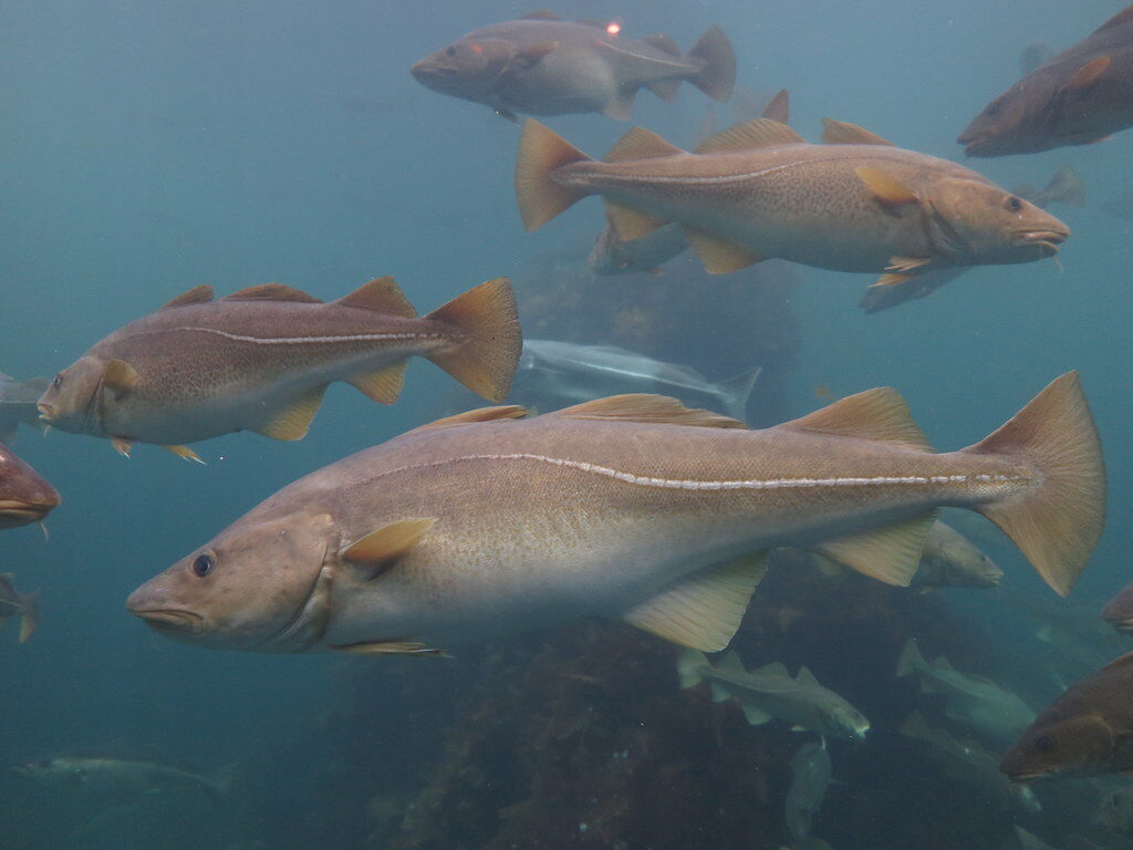 atlantic cod (gadus morhua), Ålesund aquarium, norway atlantic cod (gadus morhua), Ålesund aquarium, norway