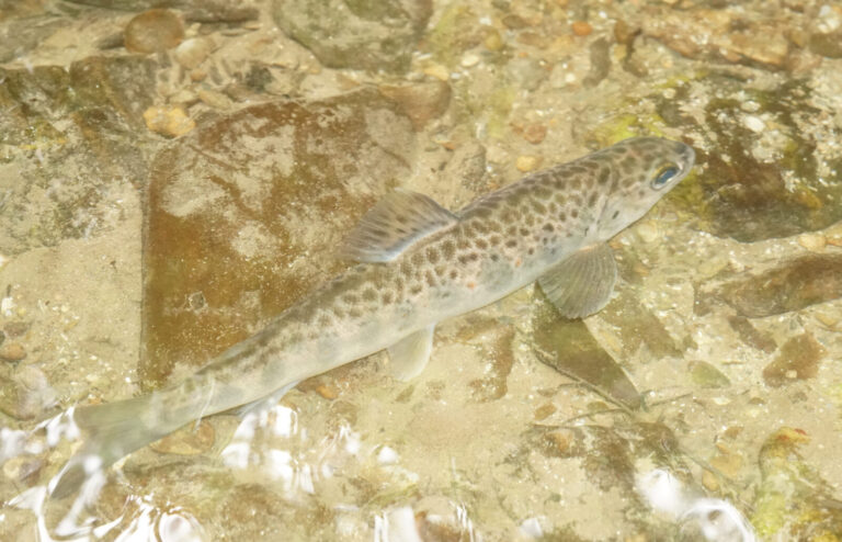 salmo salar juvenile salmo salar juvenile