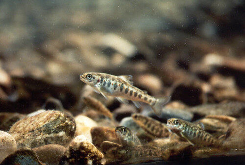 endangered atlantic salmon parr (salmo salar) endangered atlantic salmon parr (salmo salar)