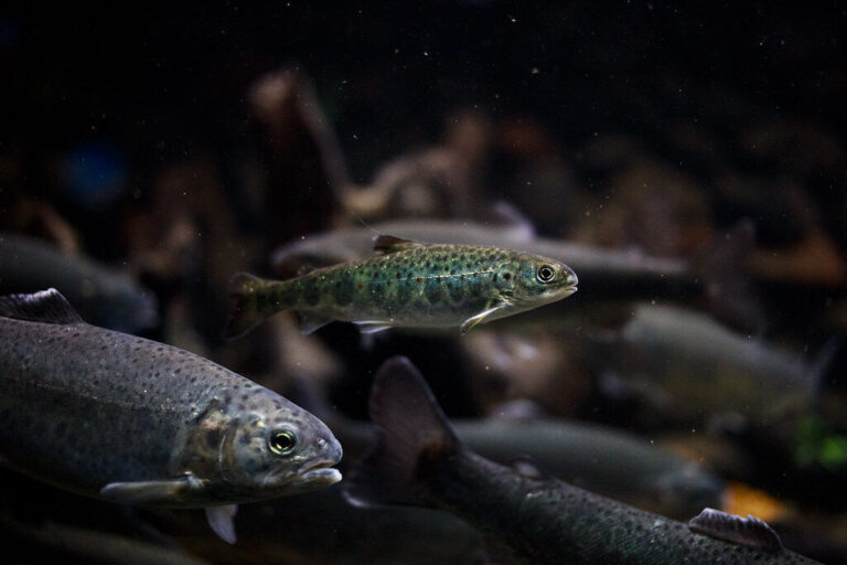 smolt salmo salar smolt salmo salar