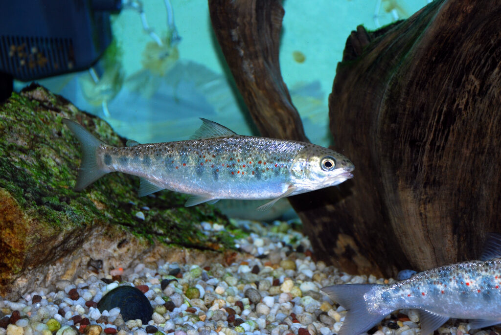 atlantic salmon pre smolt atlantic salmon pre smolt