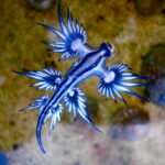 Blue Dragon Sea Slug