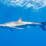 Blue Shark
